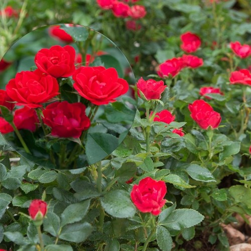 Rosa 'Zepeti' - Roos 'Zepeti' C4/4L